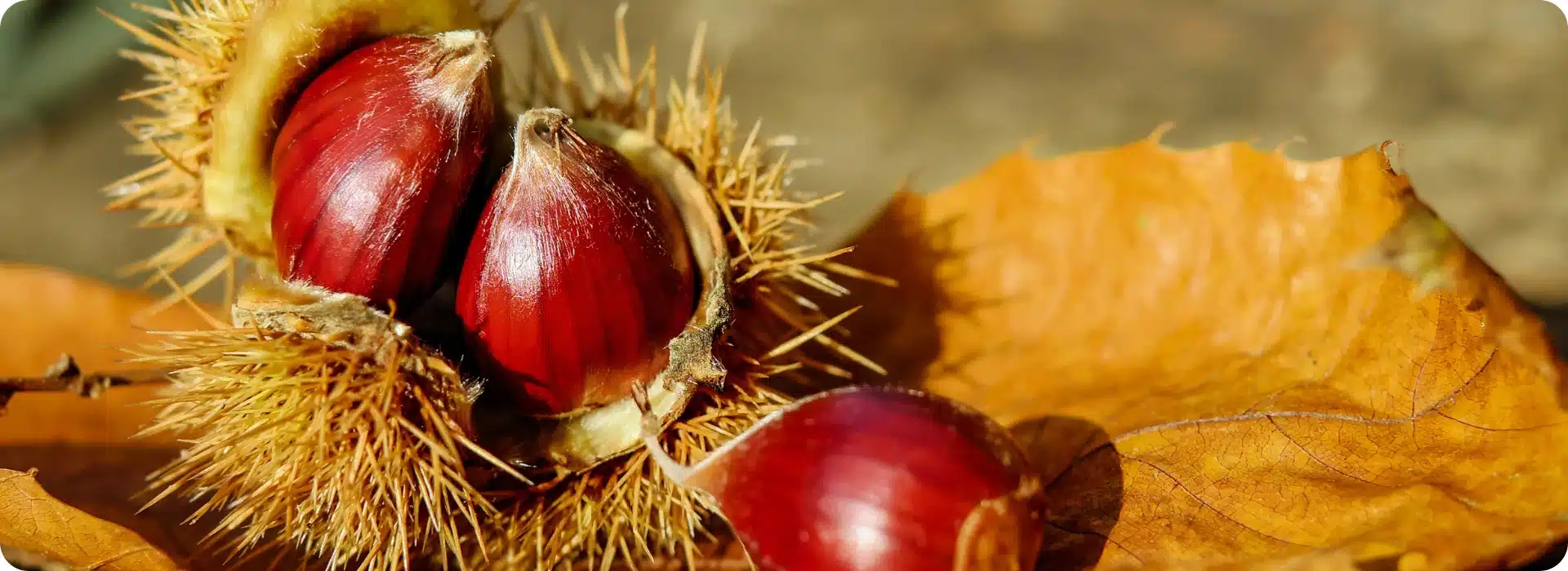 You are currently viewing The 2025 Bocognano Chestnut Fair