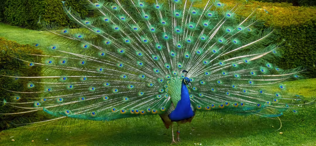 Paon au parc du grand jardin