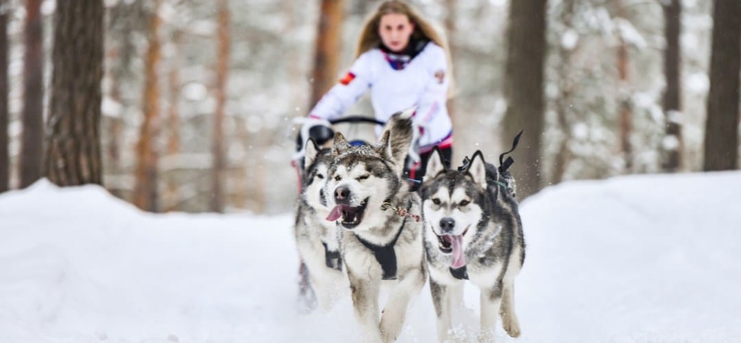 Balade chien de traineau