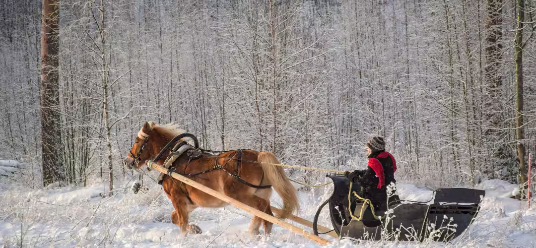 Traîneau attelage sur neige
