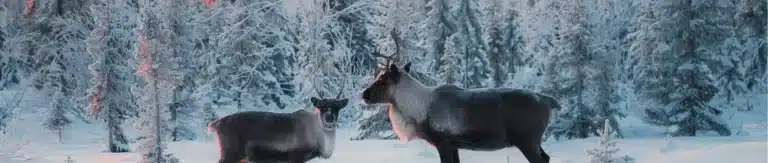 Lire la suite à propos de l’article Les activités incontournables à Courchevel en hiver