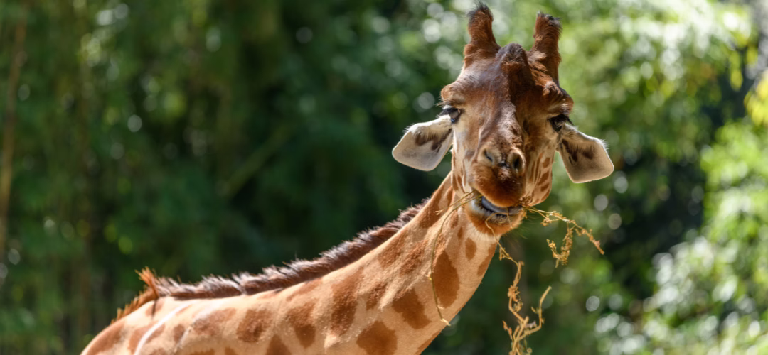 Une Girafe qui mange