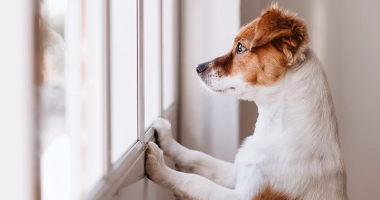 Photo Vacations rentals with - pets allowed